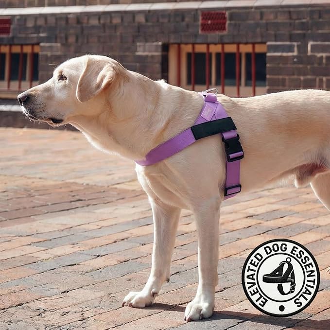 Dog Friendly Co. Dog Harness for Small Dogs, Adjustable (Purple, Extra Small)