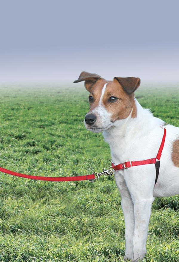 PetSafe Easy Walk Harness, No Pull Dog Harness, Red, Small/Medium | Patented Martingale Loop Gives Gradual Shoulder Pressure to Stop Pulling, Front-Chest Leash Clip Prevents Gagging