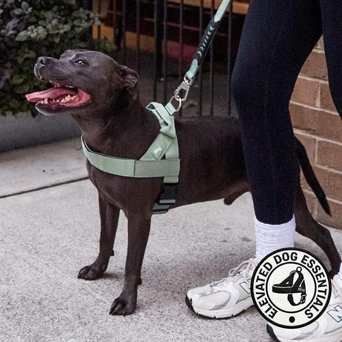 Dog Friendly Co. Dog Harness for Small Dogs (Khaki, XXSmall) | One Click Buckle, Chafe Resistant Webbing, Adjustable Neck & Chest, and Heavy Duty D-Ring, Sturdy Comfortable and Easy to Use