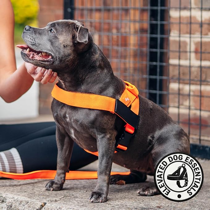Dog Friendly Co. Dog Harness for Large Breeds (Hi-Vis Orange, Extra Large) | One Click Buckle, Chafe Resistant Webbing, Adjustable Neck & Chest, and Heavy Duty D-Ring, Sturdy Comfortable and Easy to Use