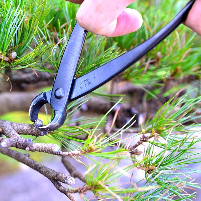 KAKURI Bonsai Knob Cutter 6.8" (175 mm) Professional Bonsai Tool, Japanese Carbon Steel, Concave Curved Blade, Black, Made in JAPAN