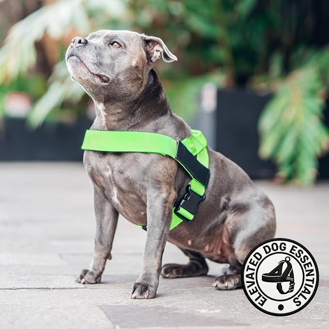 Dog Friendly Co. Dog Harness for Large Breeds (Neon Green, Extra Large) | One Click Buckle, Chafe Resistant Webbing, Adjustable Neck & Chest, and Heavy Duty D-Ring, Sturdy Comfortable and Easy to Use