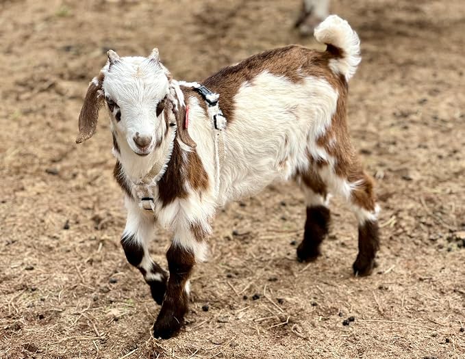Goat Harness, Asatre Adjustable Lined Hemp Goat or Sheep, Small to X-Large,Livestock Halter, Durable Multi-Clasp, Eco-Friendly Livestock Gear, Comfortable Farm Pet (Small)