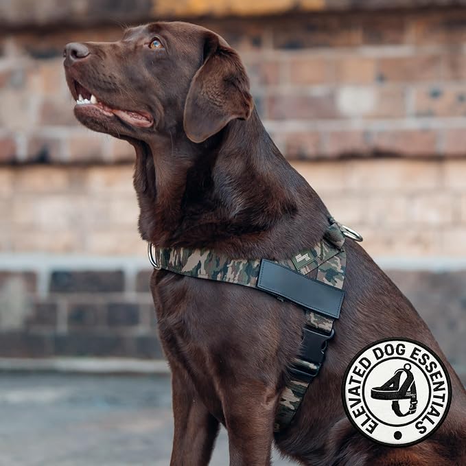 Dog Friendly Co. Dog Harness for Small Dogs (Green Camo, Small) | One Click Buckle, Chafe Resistant Webbing, Adjustable Neck & Chest, and Heavy Duty D-Ring, Sturdy Comfortable and Easy to Use