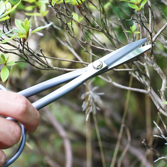 KAKURI Bonsai Twig Shears Made in Japan 8", Japanese Stainless Steel Blade, Precision Bonsai Scissors for Fine Pruning and Trimming