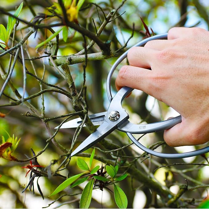 KAKURI Bonsai Scissors Made in Japan 7", Japanese Stainless Steel Blade, Okubo Shears for Bonsai and Garden Use