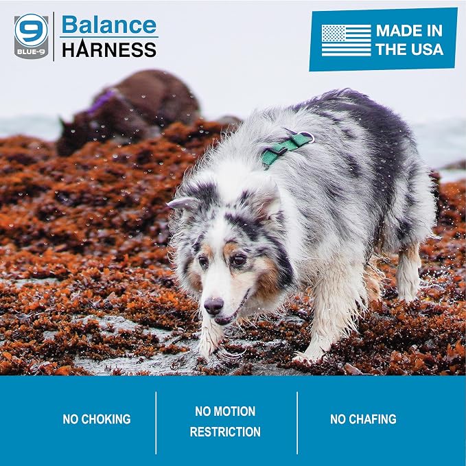 Blue-9 Buckle-Neck Balance Harness, Fully Customizable Fit No-Pull Harness, Ideal for Dog Training and Obedience, Made in The USA, Hunter Green, Medium