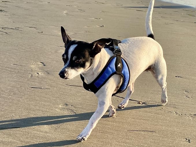 Gooby Escape Free Easy Fit Dog Harness, Step-in, Blue, Large | Patented escape-free frame; Contracts if they back out; Step-in easy on/off; Machine washable; Light POM leash ring