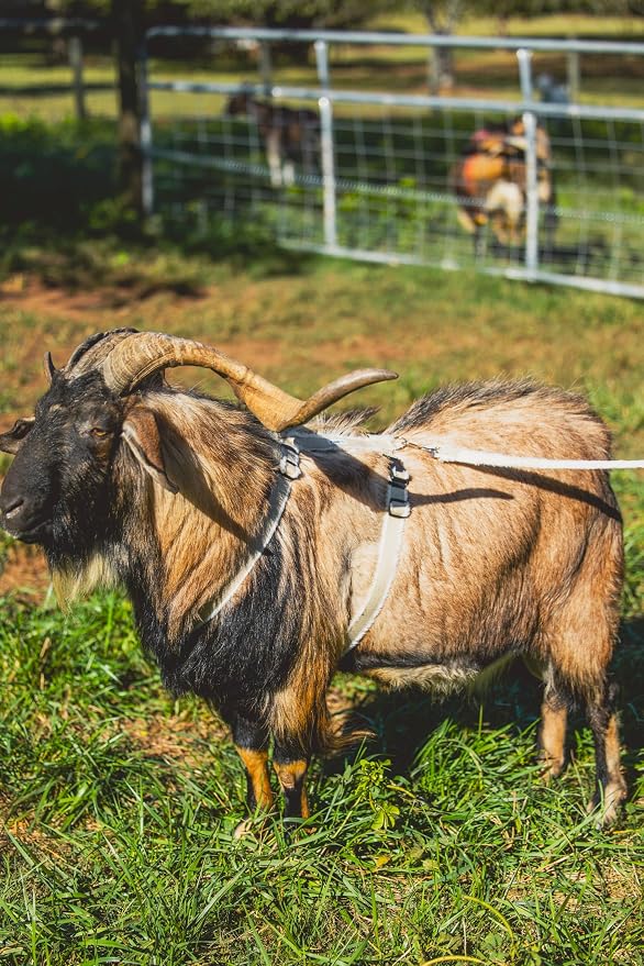Goat Harness, Asatre Sheep Livestock Hemp Goat Halter, Small to X-Large, Fleece Lined, Multi-Clasp, Machine Washable Soft Durable Restraint (X-Large)