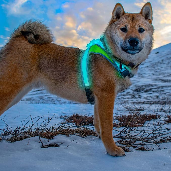 noxgear LightHound Light Up Reflective Dog Harness, Medium | 360° Light Up Reflective Dog Harness, 8 Colors & 6 Modes, USB Rechargeable, Adjustable, Rainproof, LED Fiber Optic