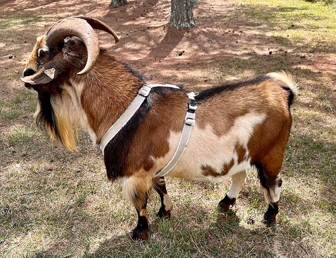 Goat Harness, Asatre Sheep Livestock Hemp Goat Halter, Small to X-Large, Fleece Lined, Multi-Clasp, Machine Washable Soft Durable Restraint (X-Large)