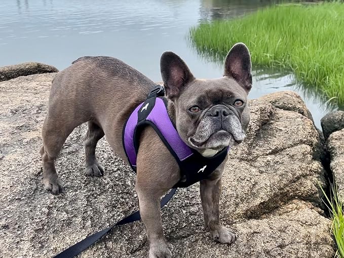 Gooby Escape Free Easy Fit Dog Harness, Step-in, Purple, Large | Patented escape-free frame; Contracts if they back out; Step-in easy on/off; Machine washable; Light POM leash ring