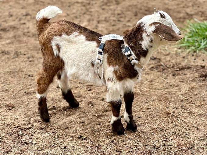 Goat Harness, Asatre Adjustable Lined Hemp Goat or Sheep, Small to X-Large,Livestock Halter, Durable Multi-Clasp, Eco-Friendly Livestock Gear, Comfortable Farm Pet (Small)