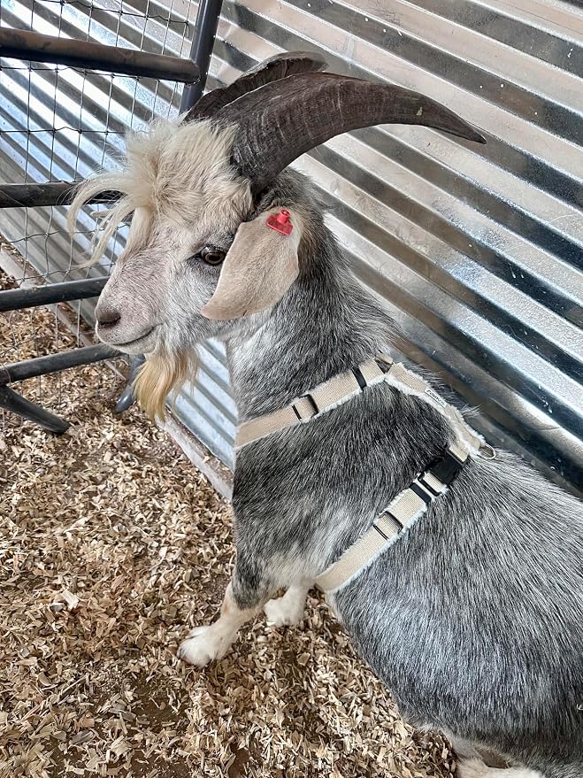 Asatre Adjustable Lined Hemp Goat Harness, Sheep, Livestock Durable Multi-Clasp Livestock Gear, Comfortable Farm Pet Accessory (Large)