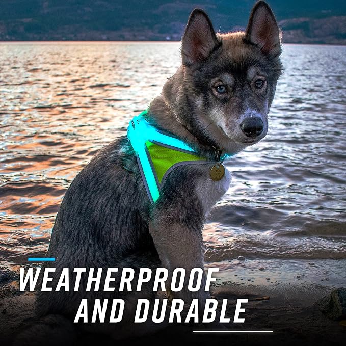 noxgear LightHound Light Up Reflective Dog Harness, Small | 360° Light Up Reflective Dog Harness, 8 Colors & 6 Modes, USB Rechargeable, Adjustable, Rainproof, LED Fiber Optic