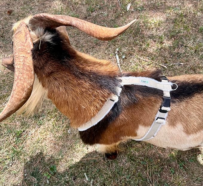 Goat Harness, Asatre Sheep Livestock Hemp Goat Halter, Small to X-Large, Fleece Lined, Multi-Clasp, Machine Washable Soft Durable Restraint (X-Large)