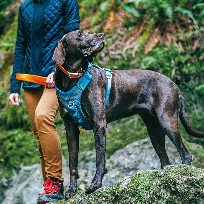 Kurgo Journey Air Dog Harness, Blue, Medium | Padded Chest, Ripstop Outer & Breathable Mesh, Back Assist Handle, Rust-Free Aluminum Hardware, Reflective Trim