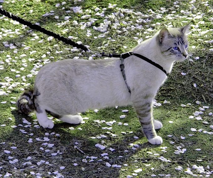 PetSafe Come With Me Kitty Harness and Bungee Leash, Harness for Cats, Medium, Black/Silver, CWMK-M-BLK | Adjustable 2-Point Fit Applies Gentle Pressure to Shoulders, Not Neck, for Small & Average Cats with 10.5 in - 14 in Girth