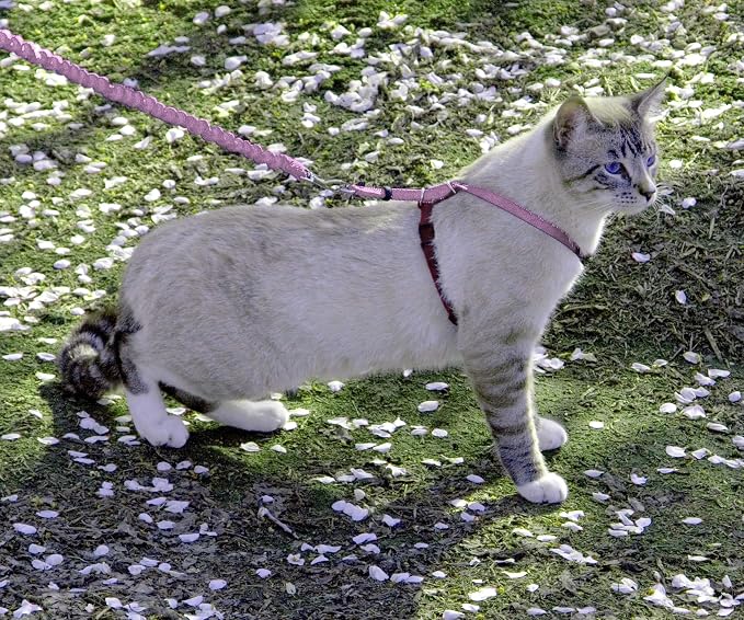 PetSafe Come with Me Kitty Harness and Bungee Cat Leash, Dusty Rose, Medium | Adjustable 2-Point Fit Applies Gentle Pressure to Shoulders, Not Neck, for Small & Average Cats with 10.5 in - 14 in Girth