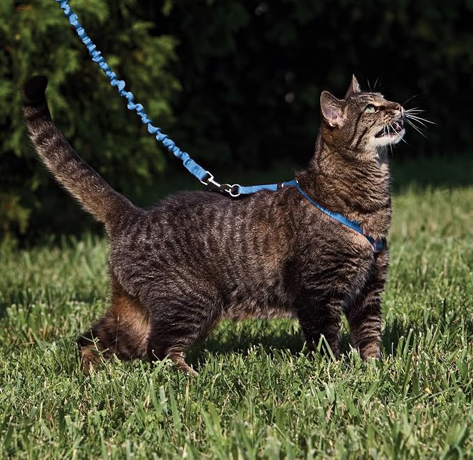PetSafe Come with Me Kitty Harness and Bungee Cat Leash, Royal Blue, Large | Adjustable 2-Point Fit Applies Gentle Pressure to Shoulders, Not Neck, for Average and Large Cats with 13 in - 18 in Girth