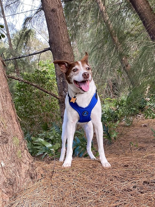 Gooby Escape Free Sport Dog Harness, Choke-Free, Blue, Large | Patented escape-free frame; Reduces choking; 4-point adjustment; Soft neoprene padding; Durable webbed straps