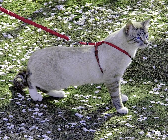 PetSafe Come With Me Kitty Harness and Bungee Leash, Harness for Cats, Large, Red/Cranberry (CWMK-L-RED) | Adjustable 2-Point Fit Applies Gentle Pressure to Shoulders, Not Neck, for Average and Large Cats with 13 in - 18 in Girth