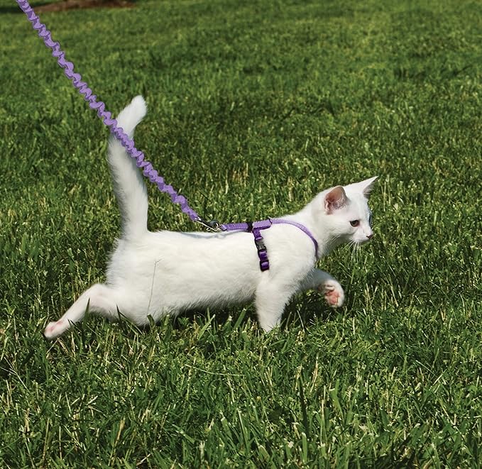PetSafe Come with Me Kitty Harness and Bungee Cat Leash, Lilac, Small | Adjustable 2-Point Fit Applies Gentle Pressure to Shoulders, Not Neck, for Kittens and Small Cats with 9 in - 11 in Girth